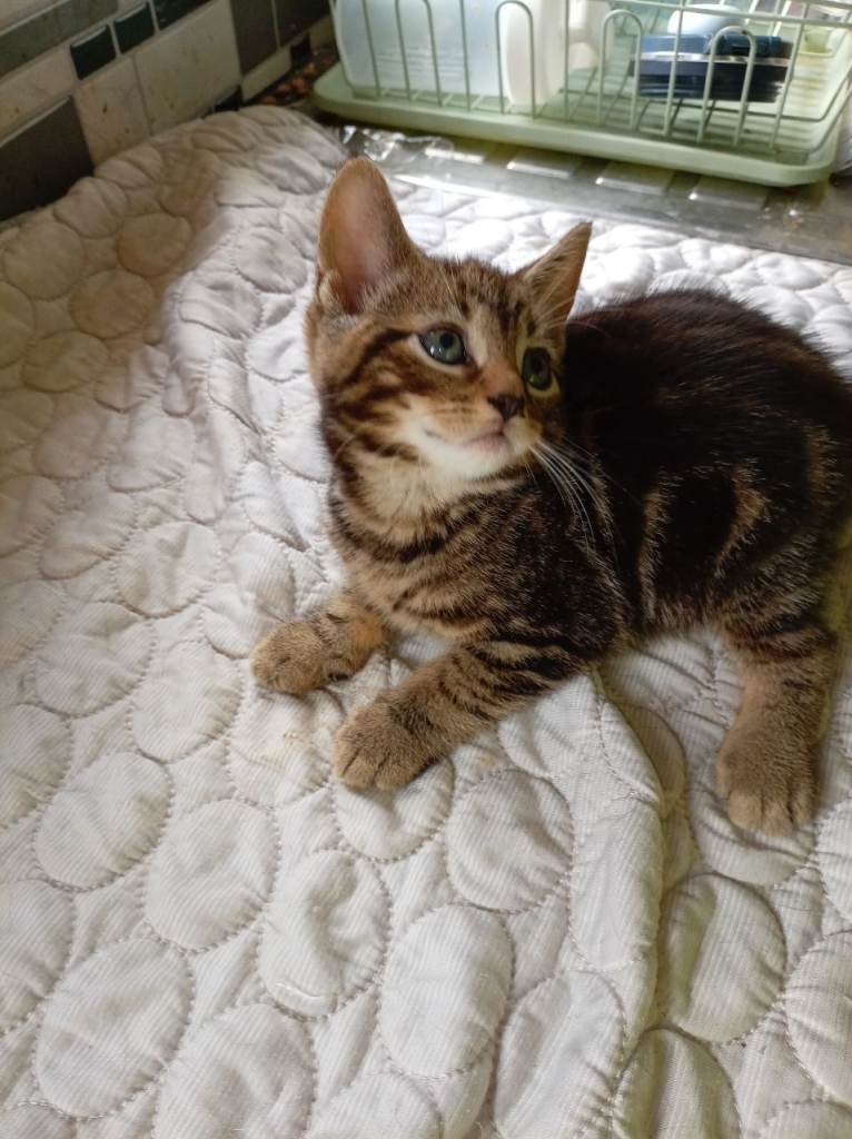 Kittens looking for their forever home