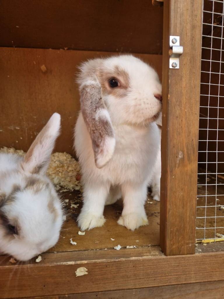 Rabbit Lop