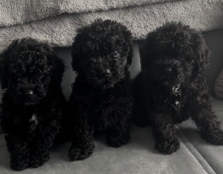 Miniture poodle puppies 