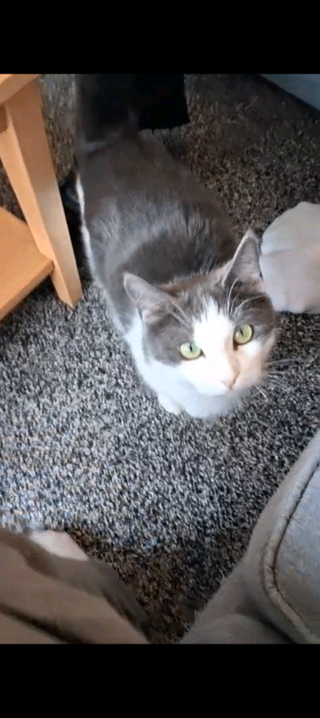 Grey and white female Domestic shorthair 