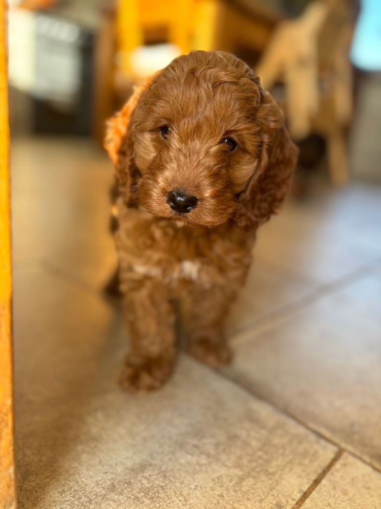 Cockapoo