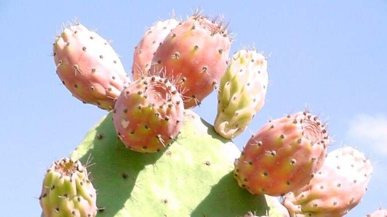 prickly pear from cyprus genuine cutting from fully producing tree in 3 litre pot