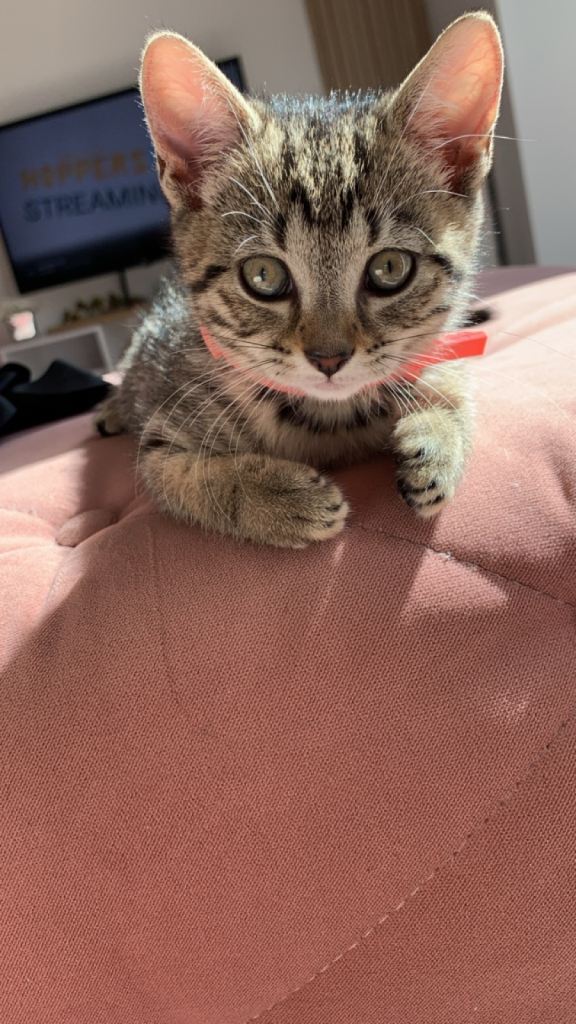 Kitten 9 weeks 