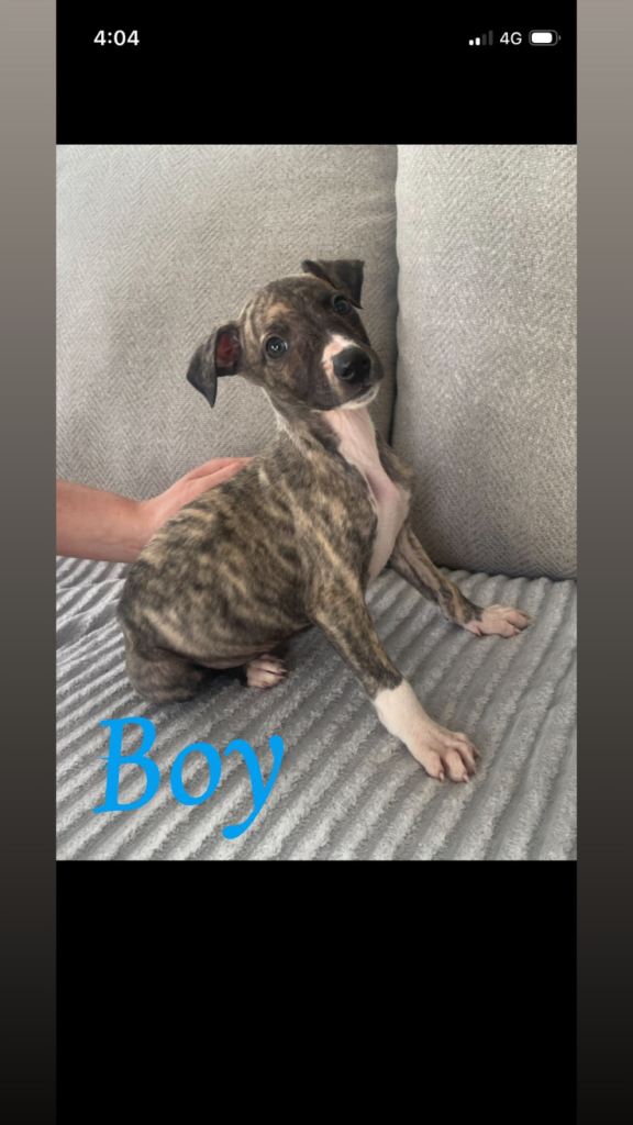  Stunning litter of Whippet pups