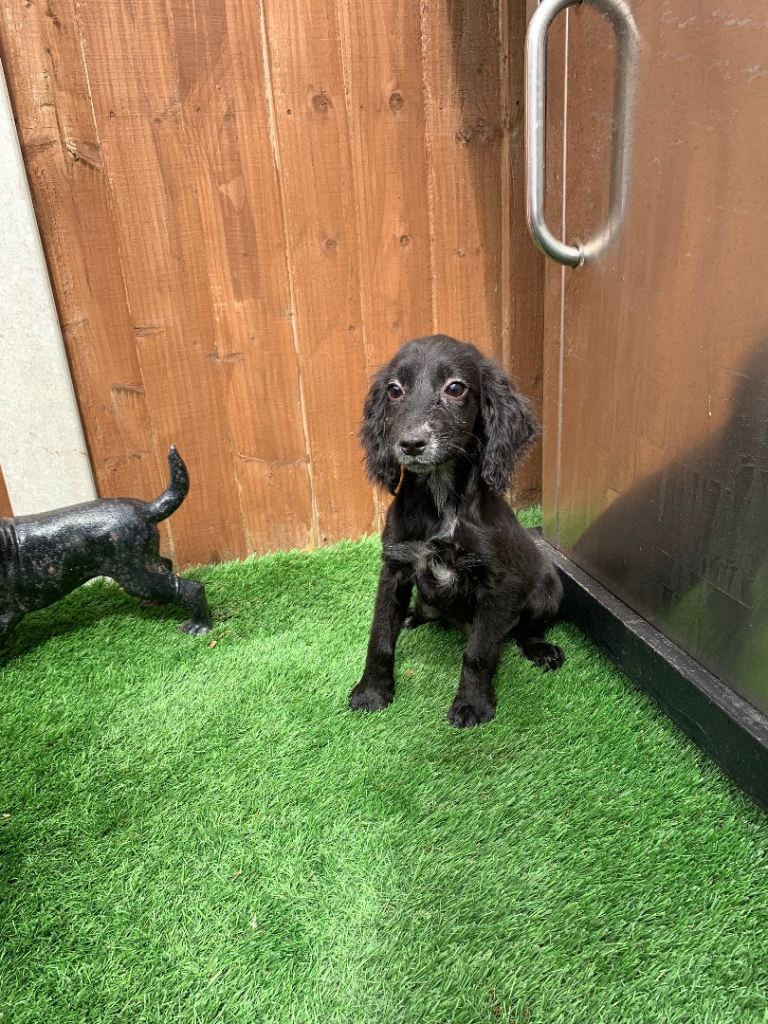  two beautiful Cocker spaniel is left