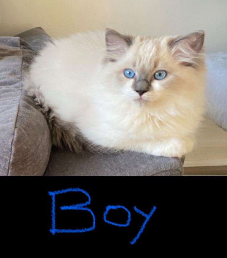 Ready to go now. Gorgeous Ragdoll kitten for sale