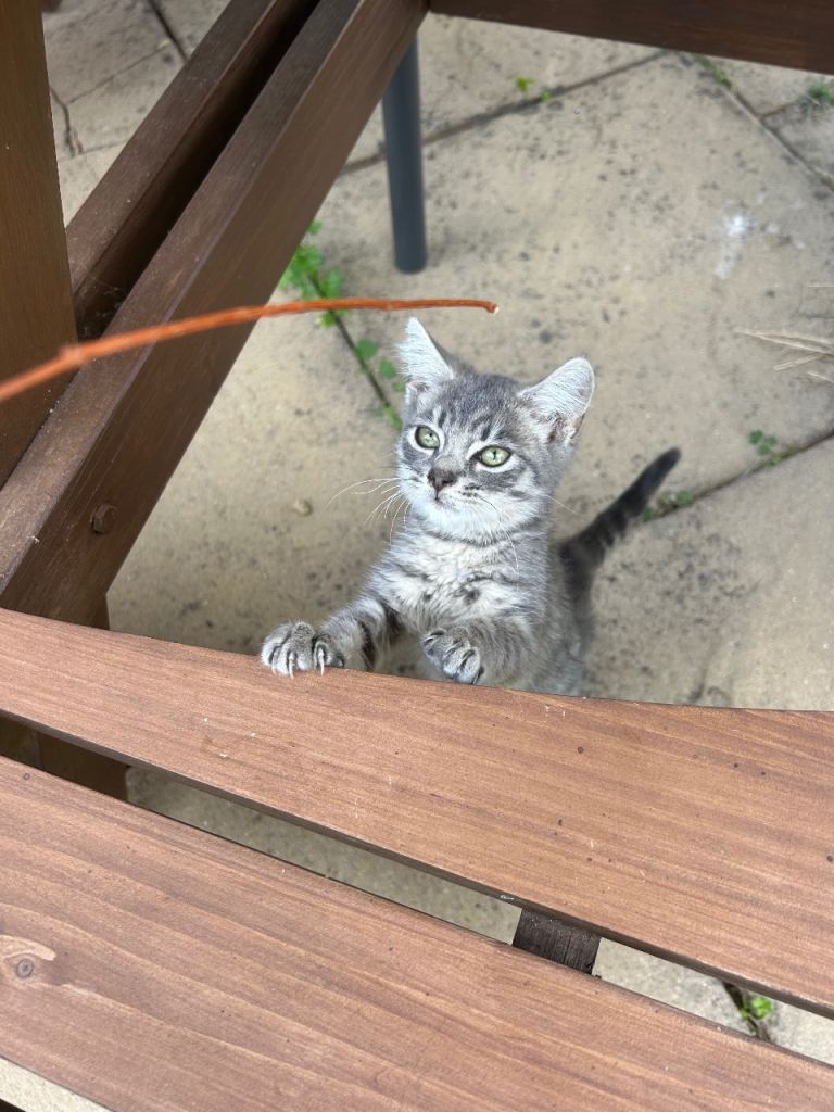 kittens for sale