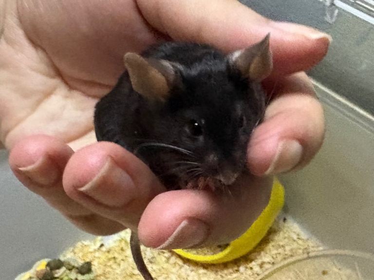 AVAILABLE: really friendly black male mouse with complete set up