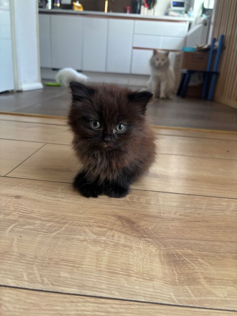 Turkish Angora Kittens