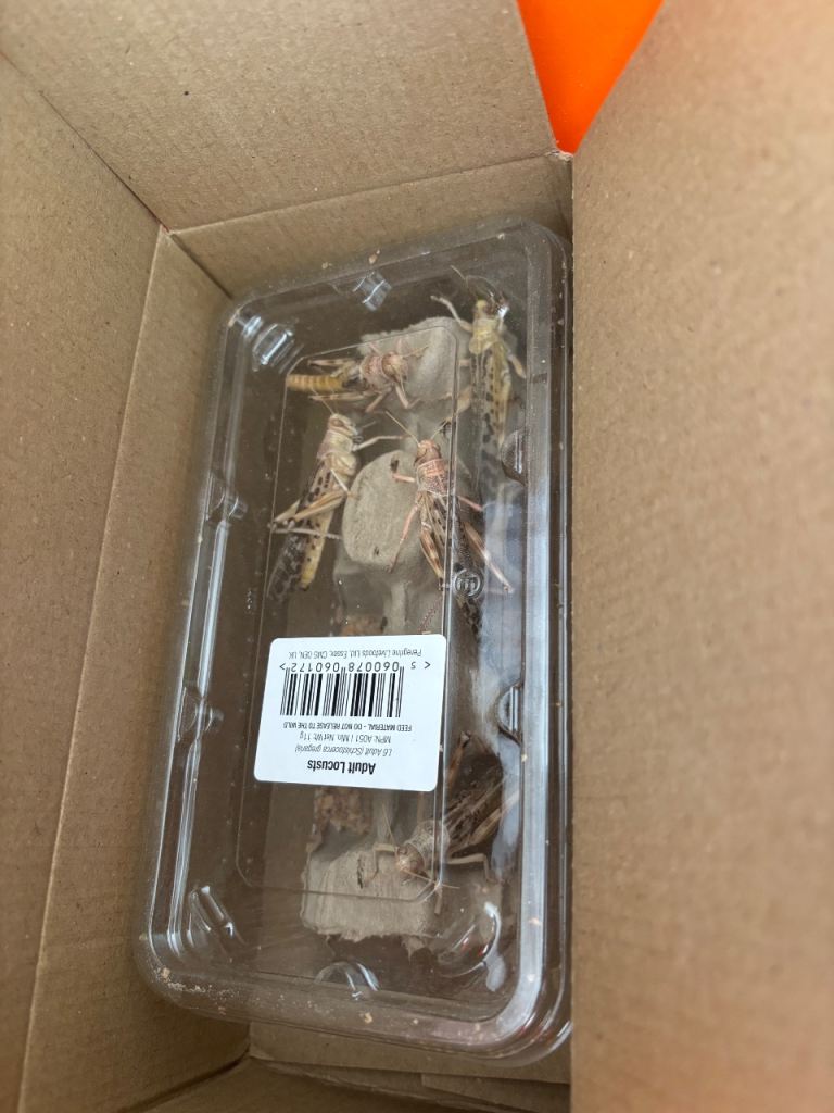 Adult locusts 