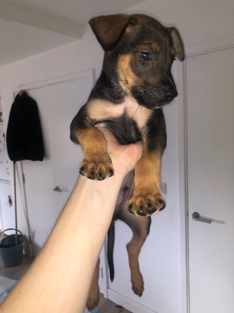  Belgium Shepard X American Bully Puppies
