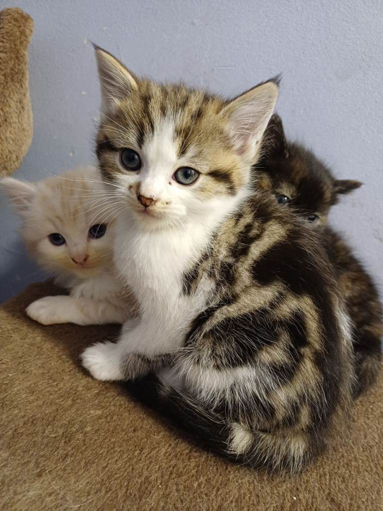 3 Siberian 8 week kittens[b/b/g]