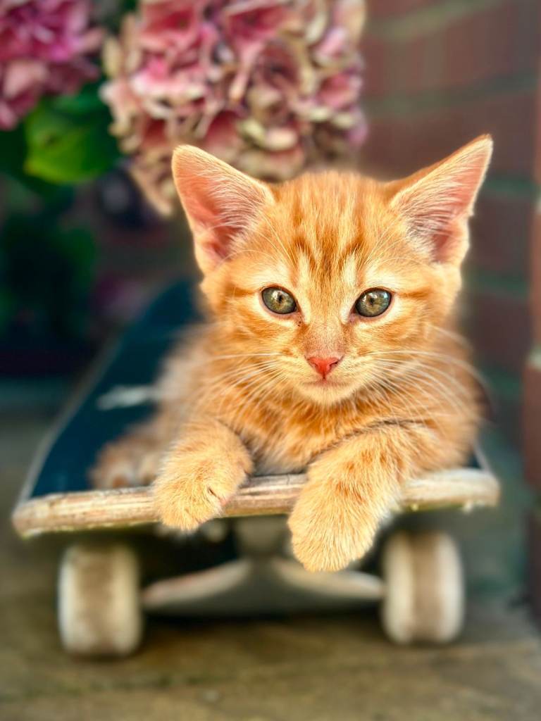 5 Adorable Kittens ready for their forever homes 