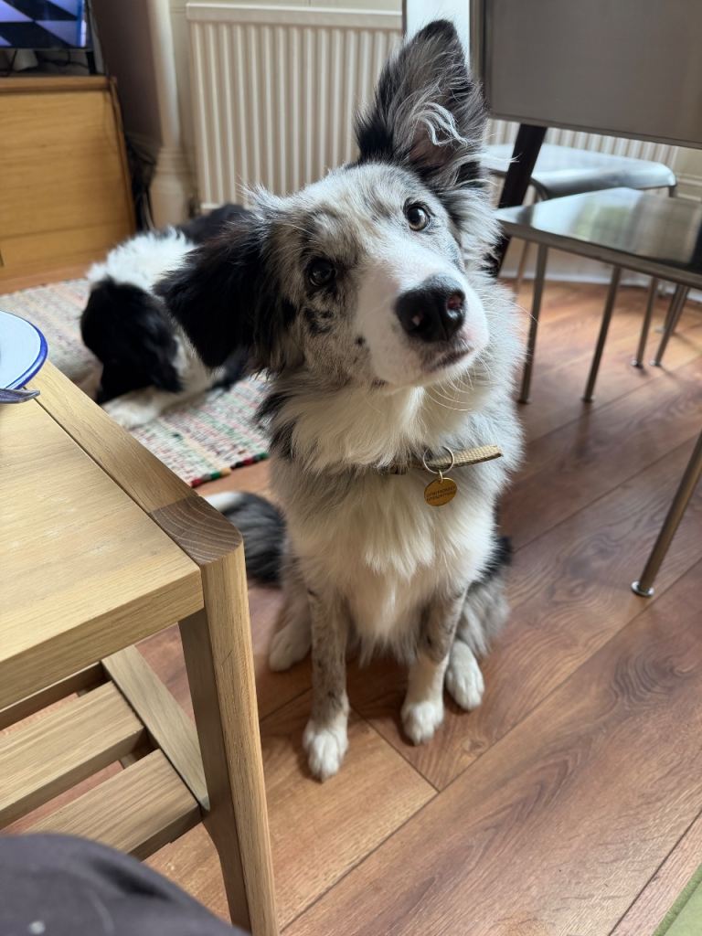6 month collie 