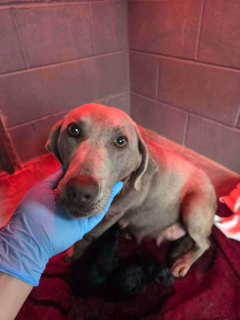 Kc labrador