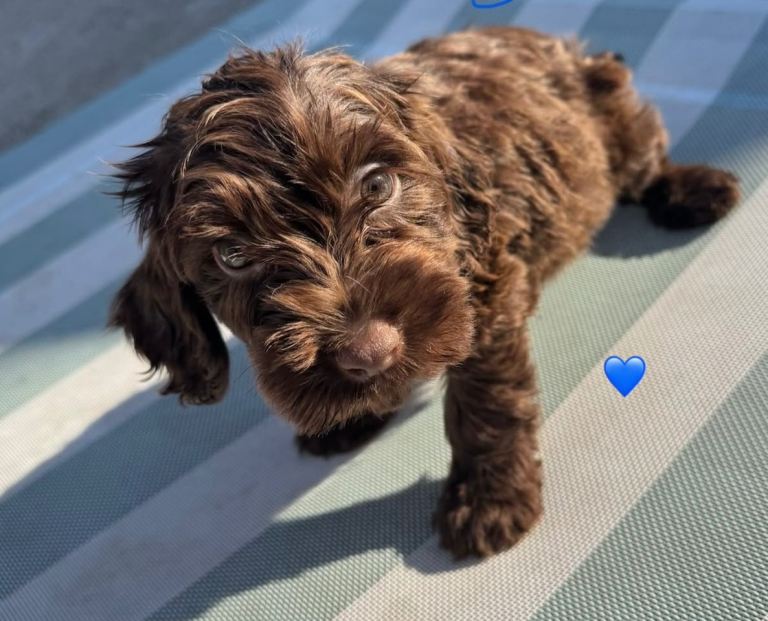 Cockapoo Puppies 