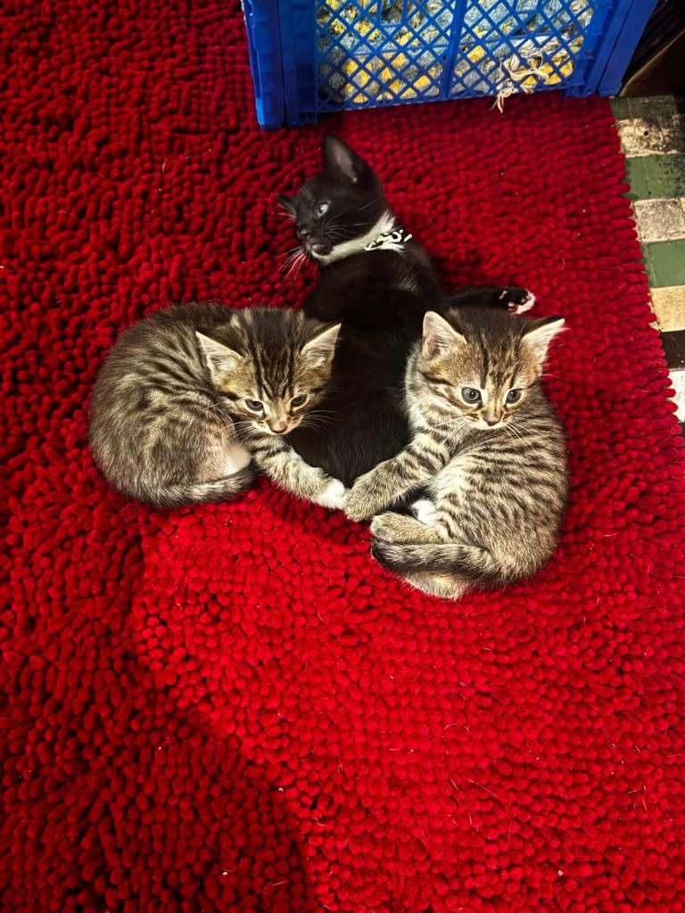 Cats 8weeks 