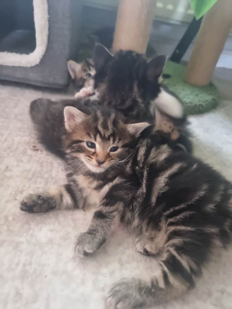 4 beautiful girl kittens 