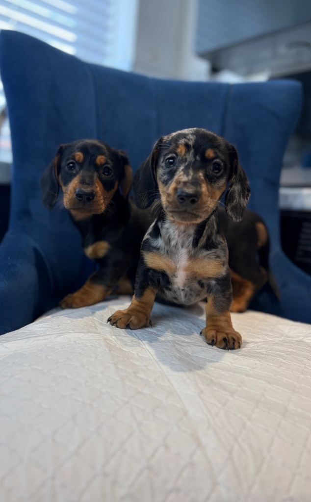 Miniature dachshunds 