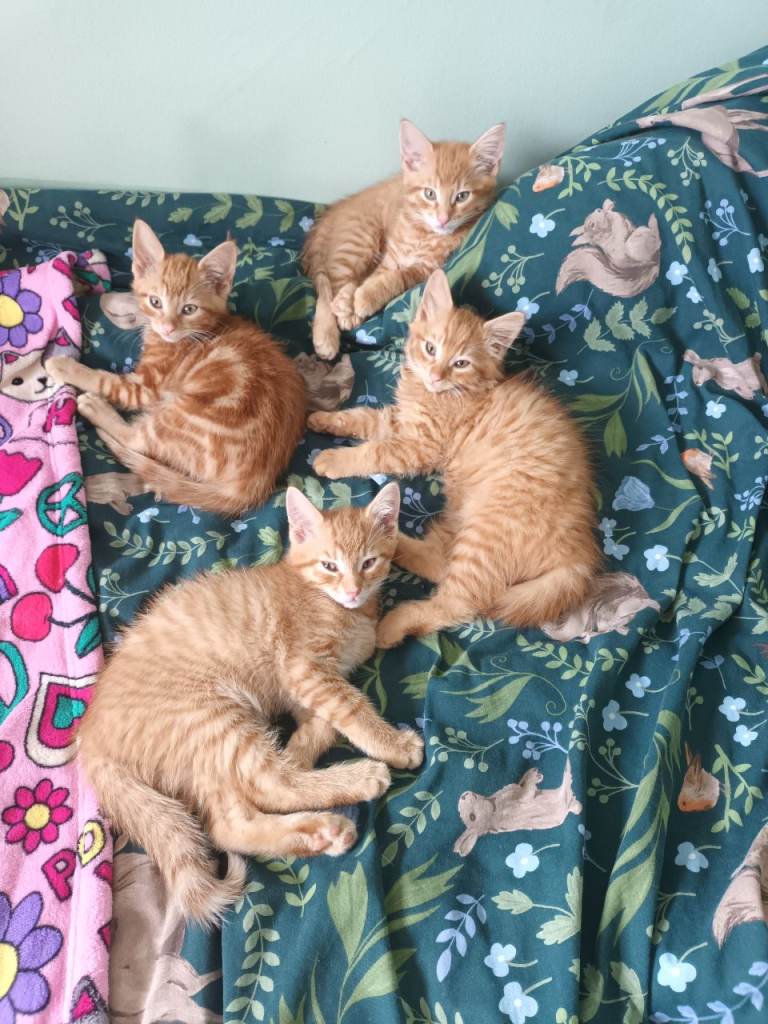 Adorable ginger kittens just 2 left