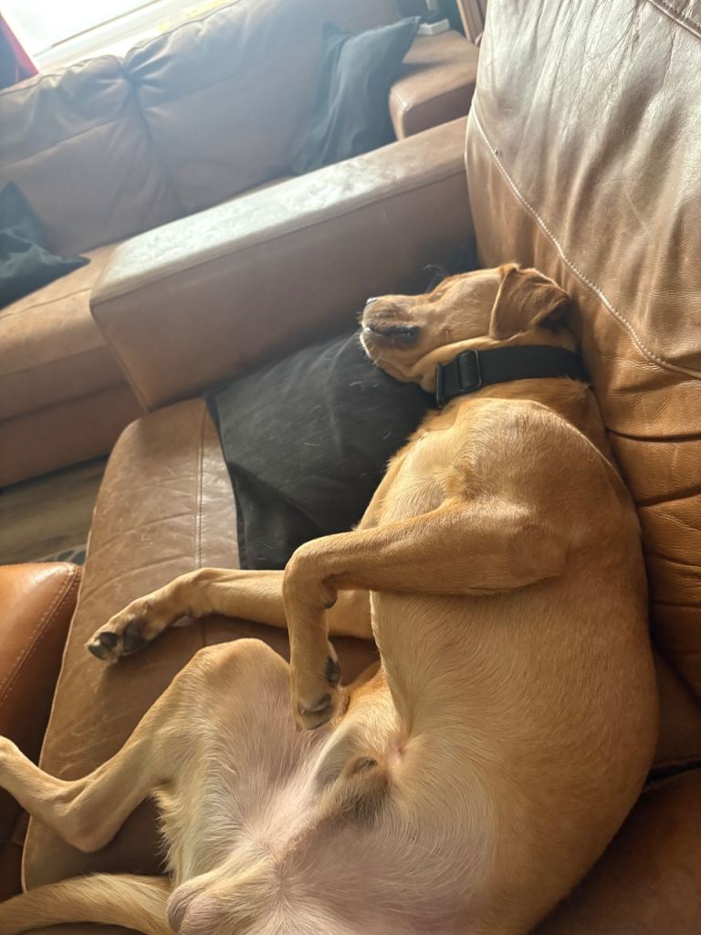 dog needs loving home