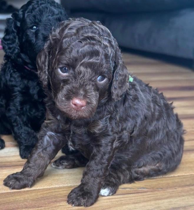 Miniature cockapoo