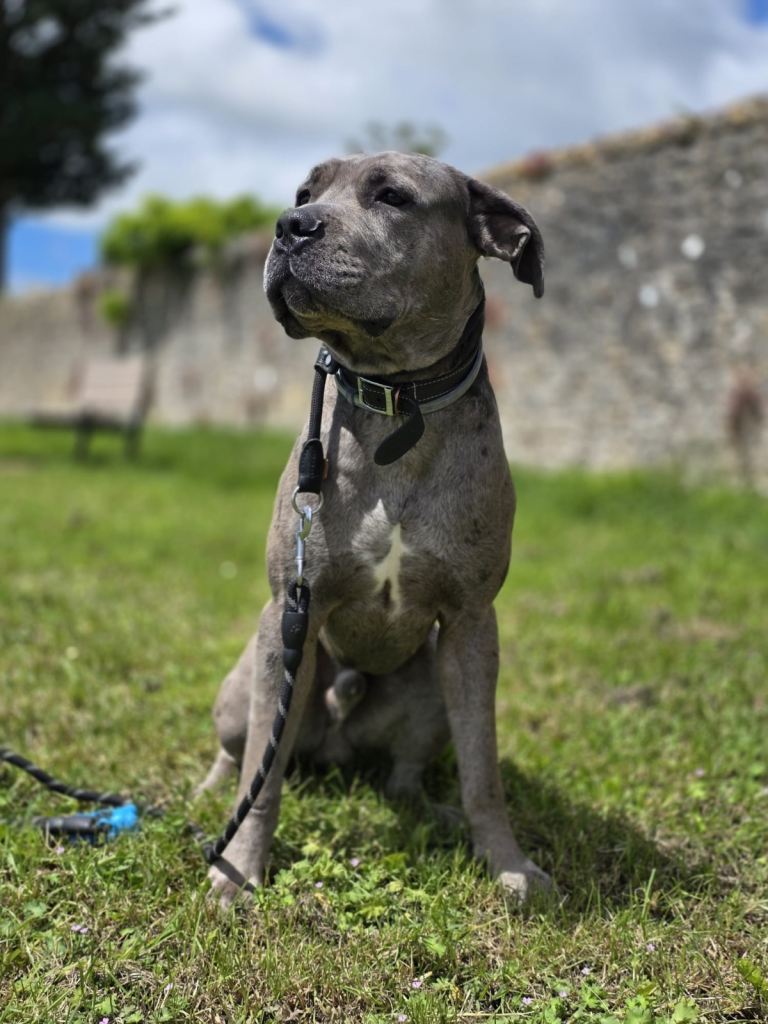 Merle Cane corso- 21 months 