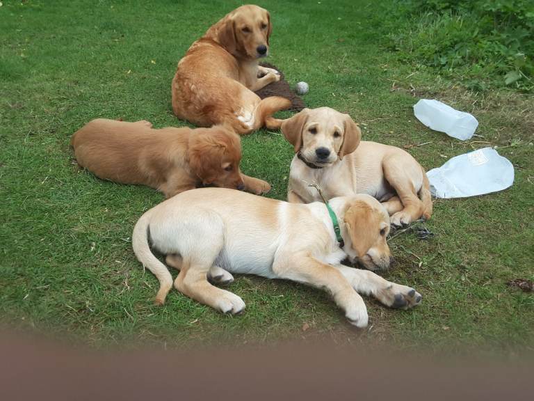 Golden Retreiver x Labrador