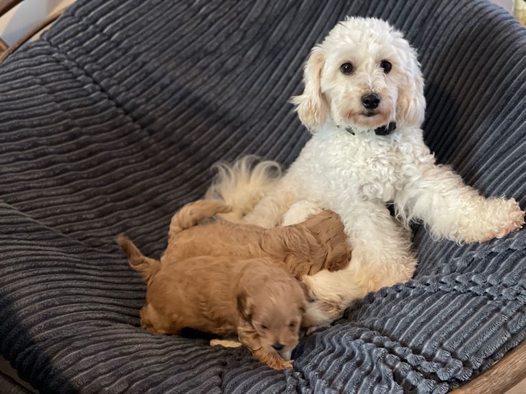 image for Gorgeous F1 Maltipoo puppy 