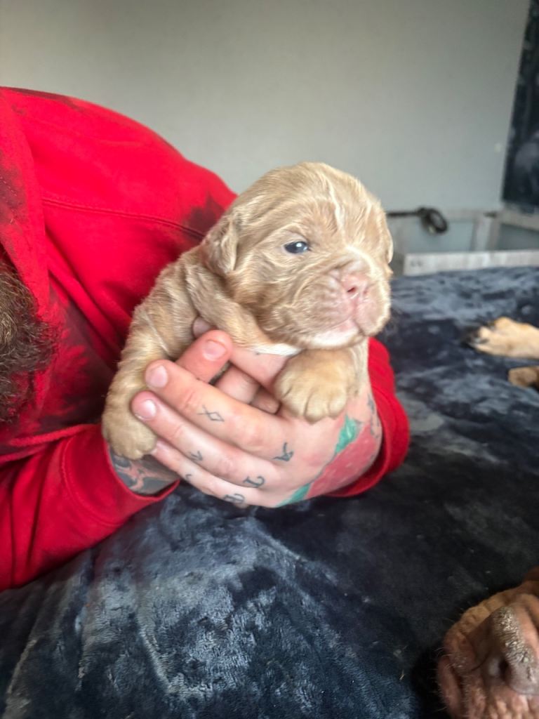  olde English bulldogges 