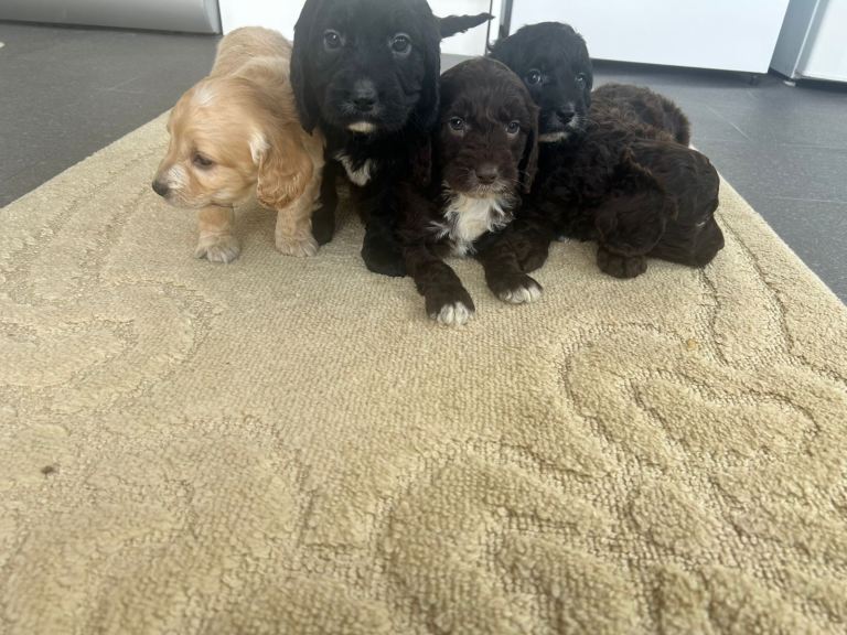 Beautiful cockapoo pups