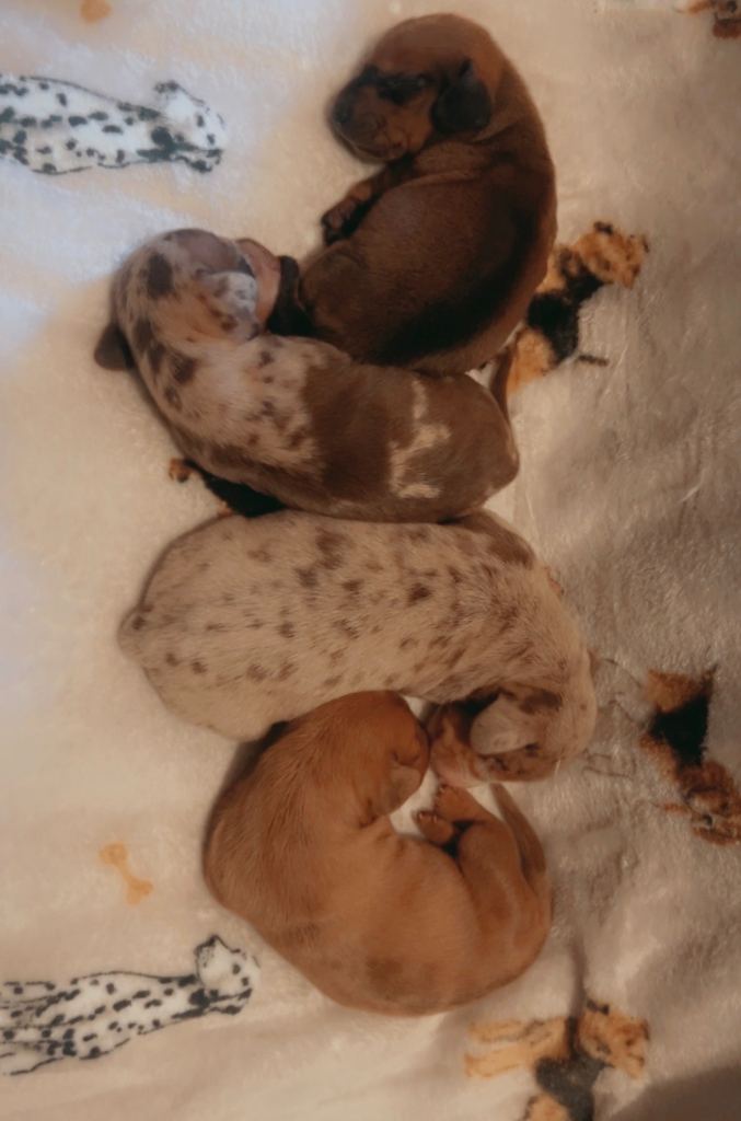 Dachshund puppies 