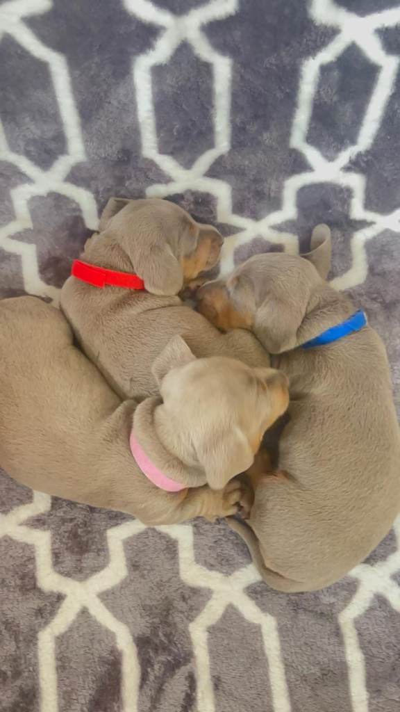X3 KC REGISTERED MINIATURE DACHSHUNDS