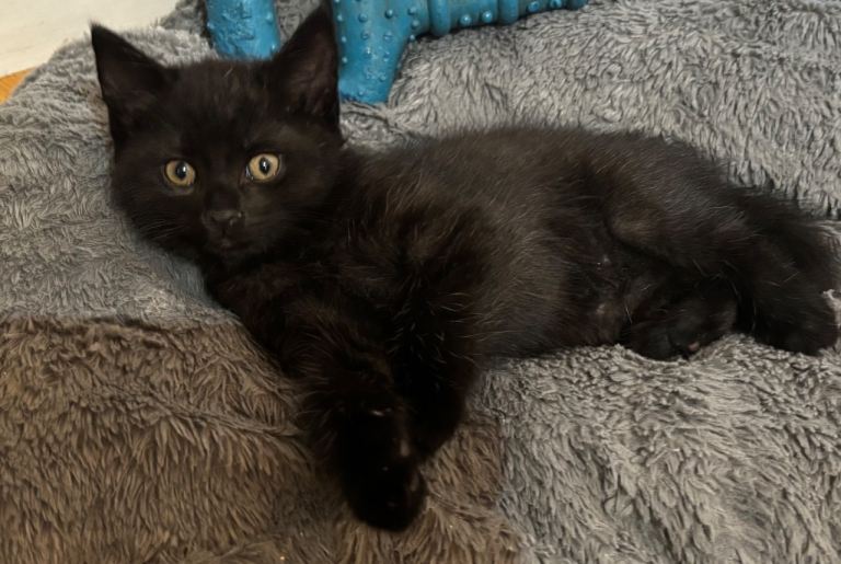 Kittens looking for there forever home  🐾