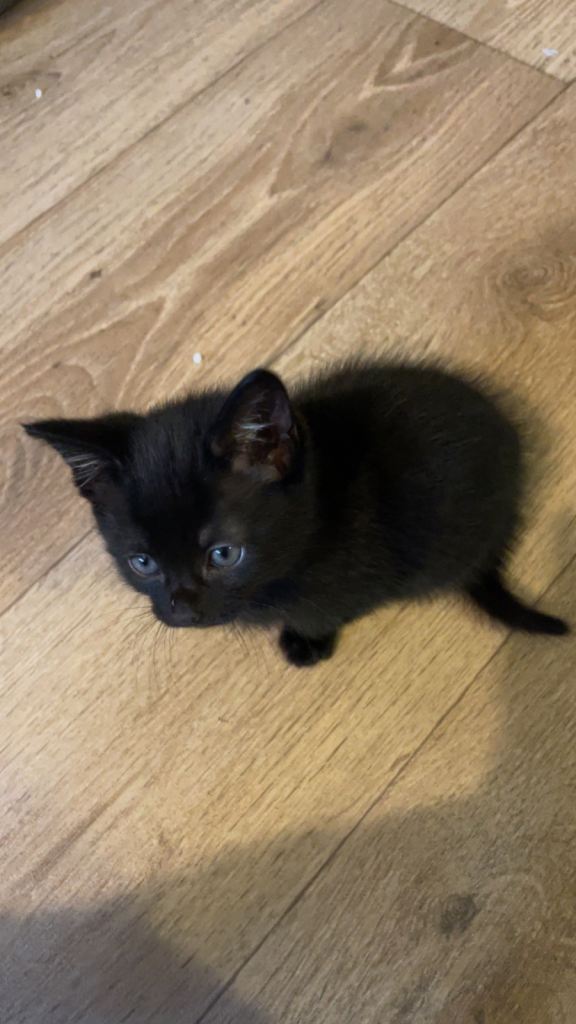 Kittens for sale 