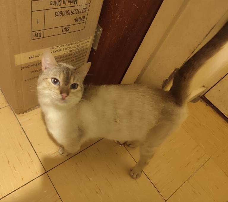 1 snow Bengal price reduced 