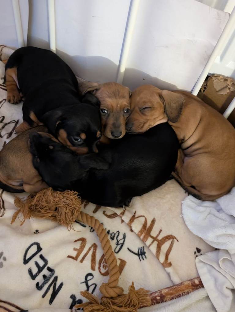 Miniature Dachshund puppies 