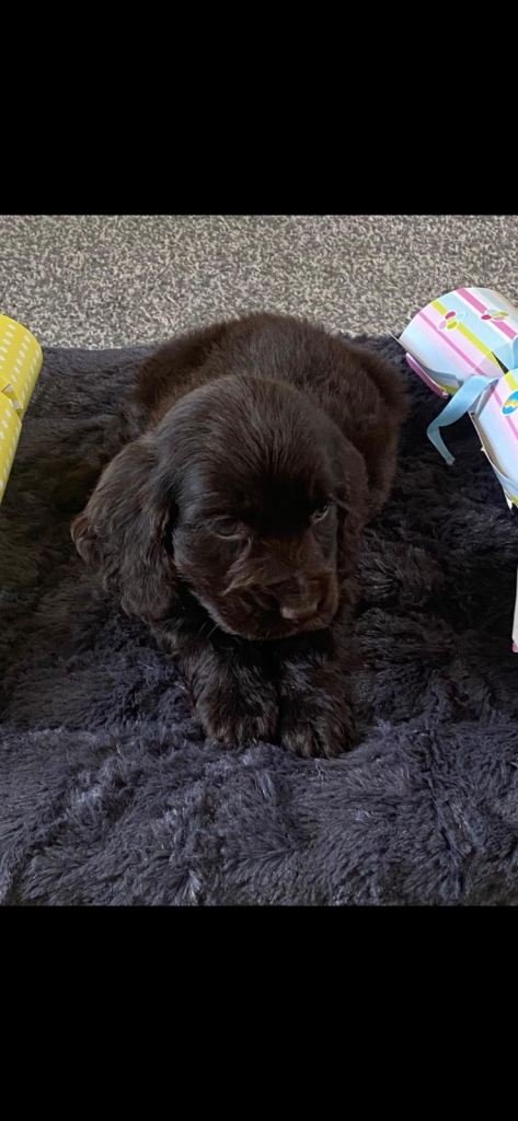 Kc Reg Show Type Cocker Spaniel Pups Available Now