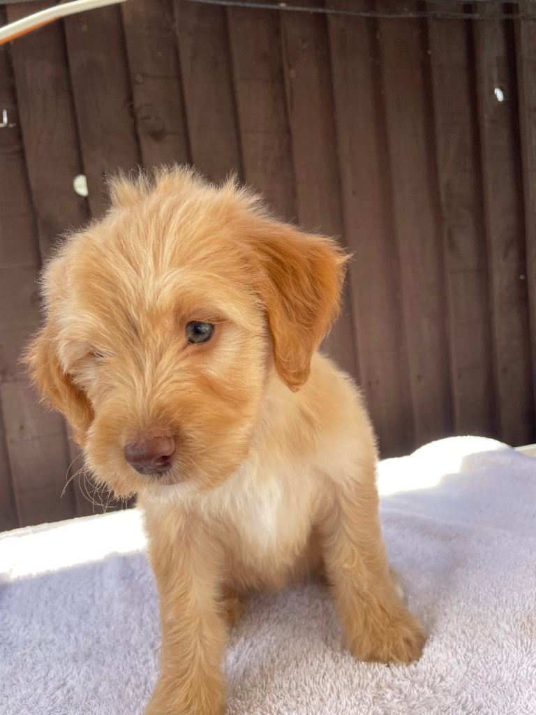 Beautiful Cocker poo