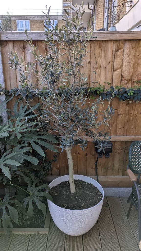 Two Olive Trees in Large White Planter – Good Condition