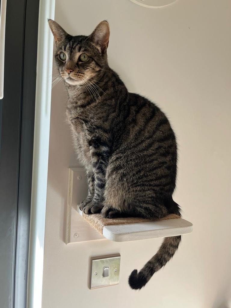 Beautiful Adult Female Cat Seeking a Quiet Single-Pet Home