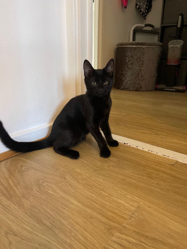 Beautiful Black Kitten + Full Starter Kit 