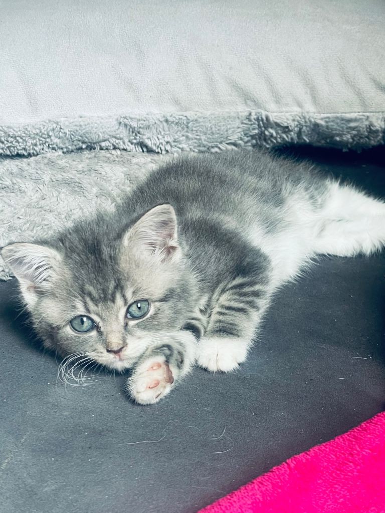 british short hair mixed kittens