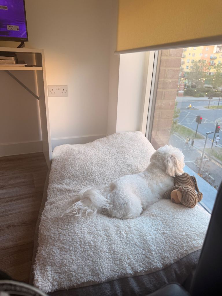 Adorable 2-Year-Old Puppy – Milo (Mee-lo) Looking for a Loving Home 🐾