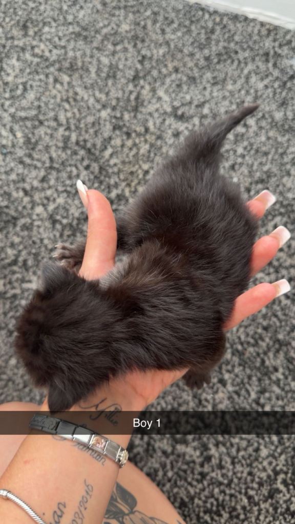 Kittens for sale 