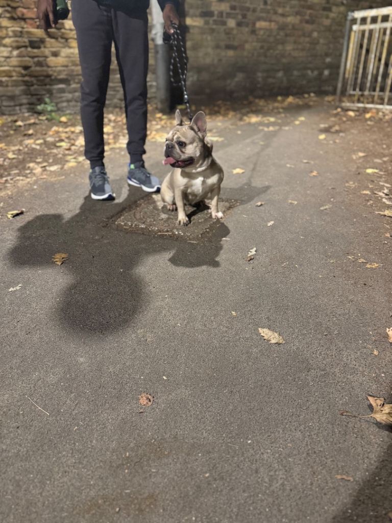 French bull for sale