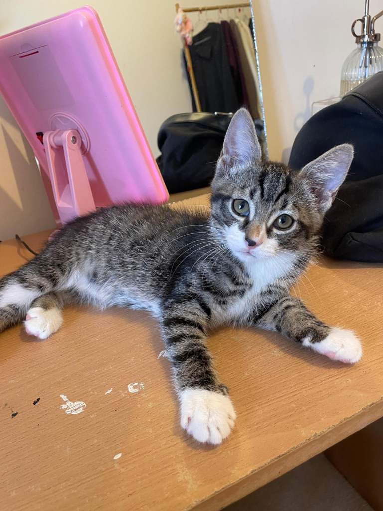 Adorable kitten only 10 weeks old 