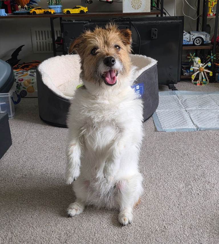 Jack Russell for sale