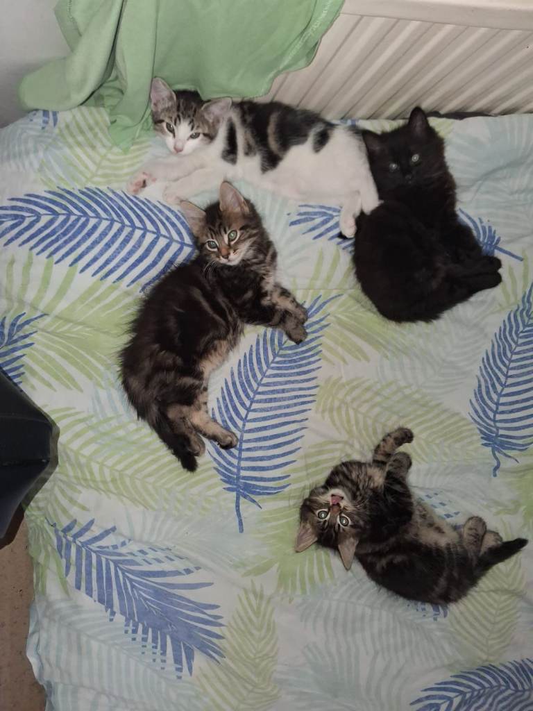 Kittens 