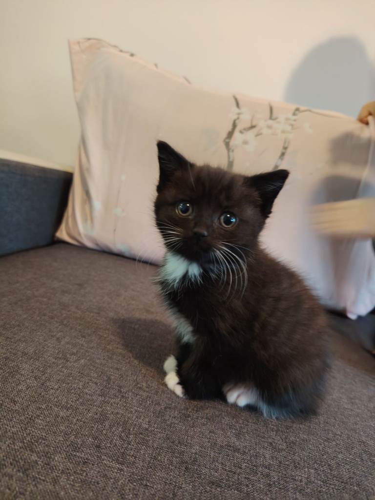 Kittens